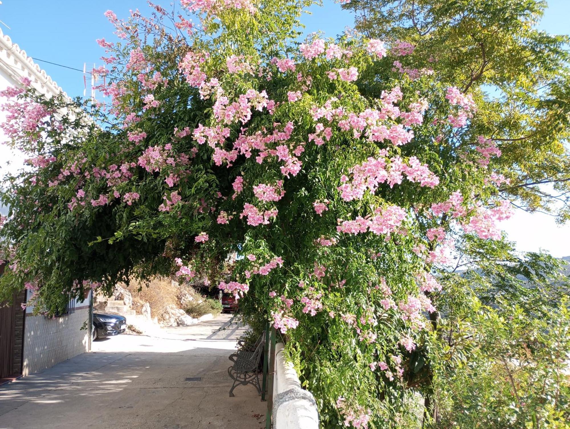 Sweet Water Caminito Del Rey Bed & Breakfast Carratraca Exterior photo